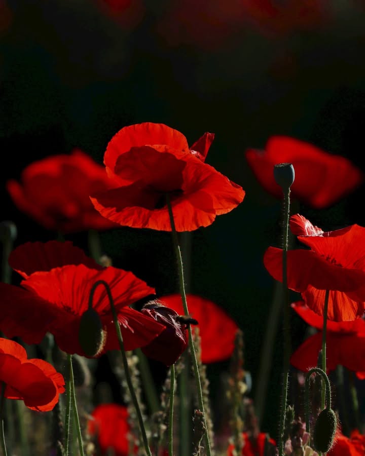Featured image for “On this ANZAC Day, we remember those who served and those who continue to serve. Thank you for your sacrifices.”